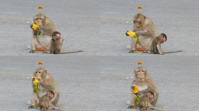猴子吃芒果饲养