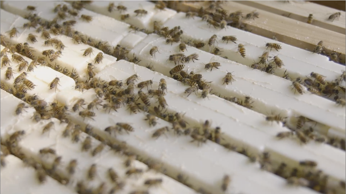 蜜蜂蜂箱采蜜纯天然蜂蜜