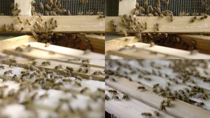 蜜蜂蜂箱采蜜纯天然蜂蜜