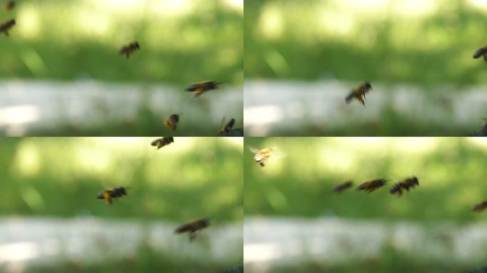 蜜蜂飞回农场的蜂巢