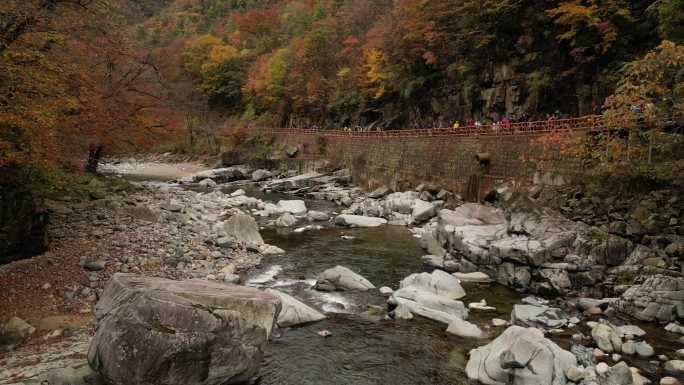 四川光雾山秋季红叶河谷流溪向前运镜航拍