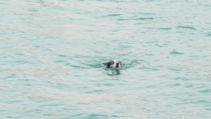 一只叼着球在河中游泳的狗慢动作视频