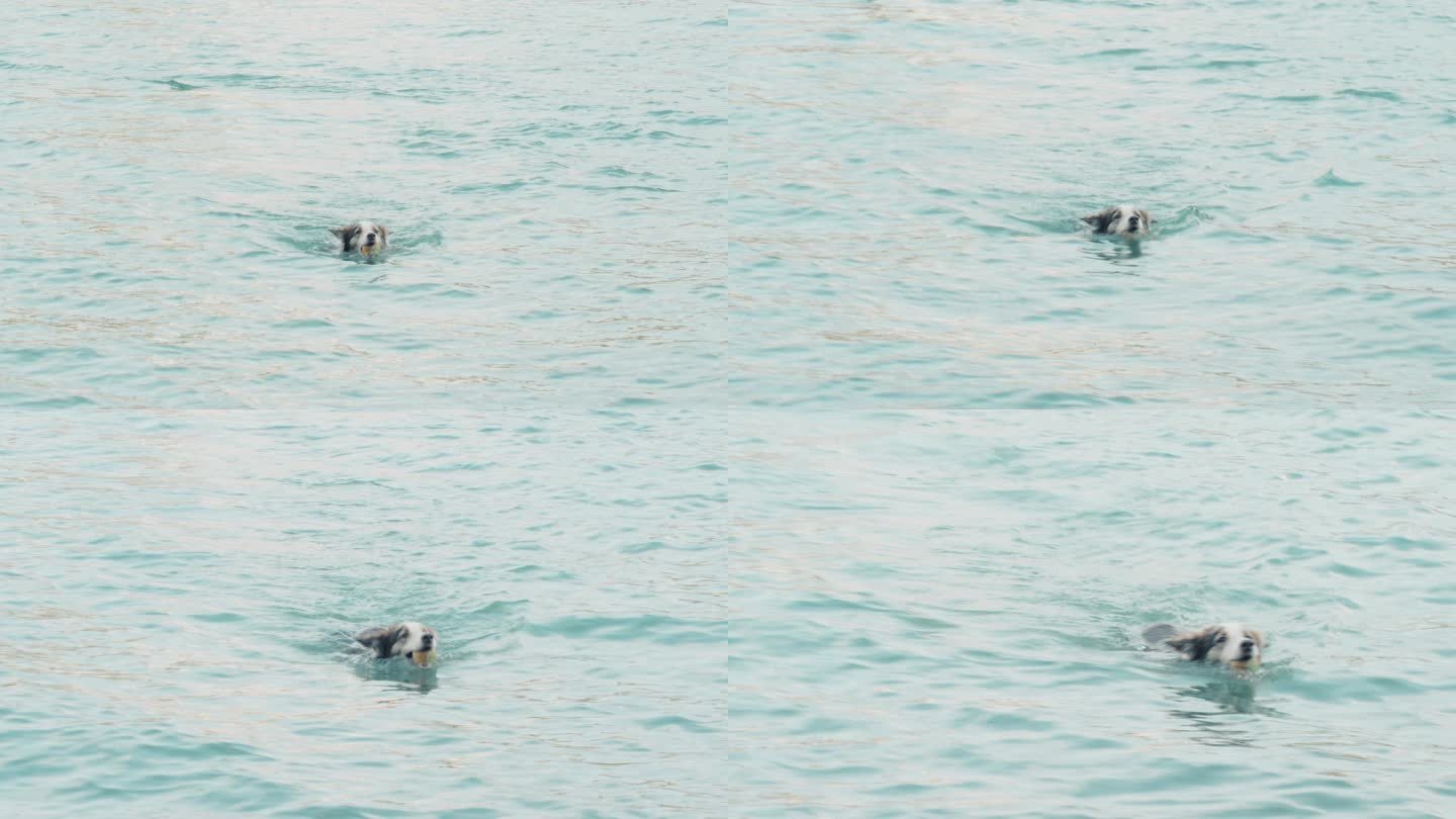 一只叼着球在河中游泳的狗慢动作视频
