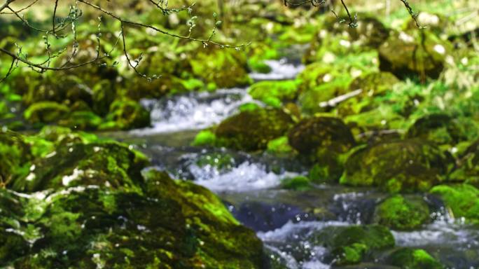 SUPER SLO MO溪流中的水流过长满苔藓的岩石