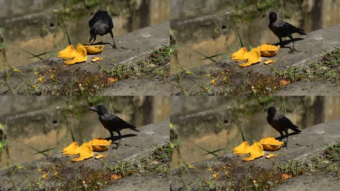 小乌鸦在路边吃水果。