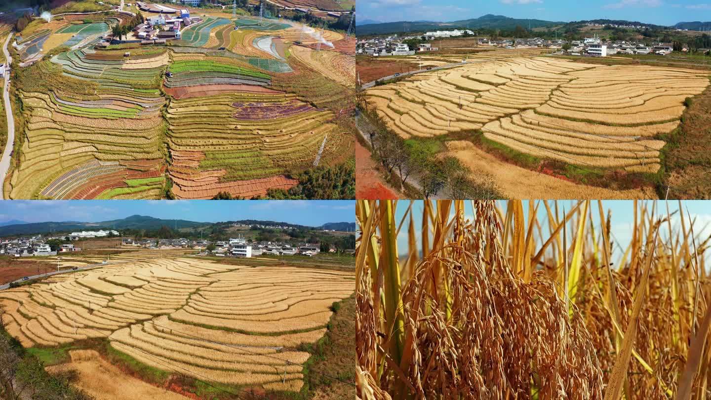 腾冲荷花镇雨伞村稻谷梯田航拍