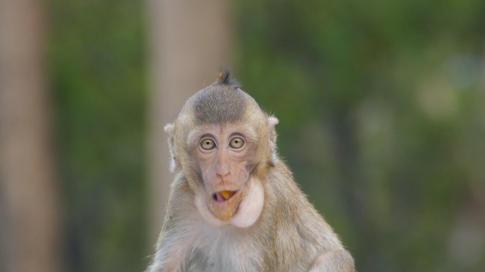 猴子吃芒果保护