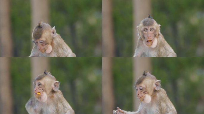 猴子吃芒果保护