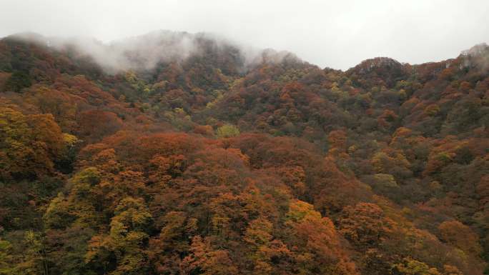 四川光雾山秋季红叶彩林环绕横移航拍