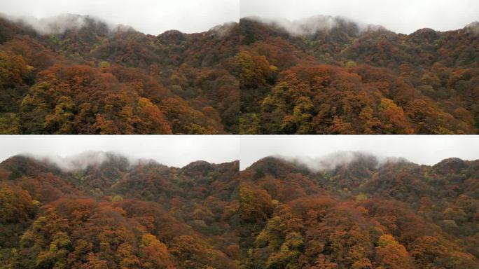 四川光雾山秋季红叶彩林环绕横移航拍