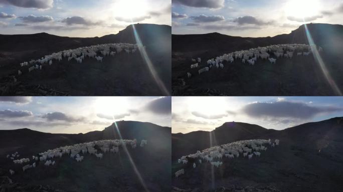 航拍山羊 原生态 绿色天然草原畜牧业