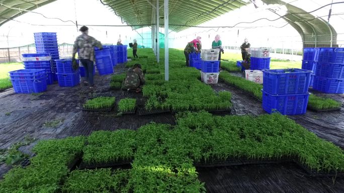 培育辣椒苗种植现代农业绿色食品蔬菜温室