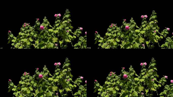 红花绿叶素材带透明通道视频