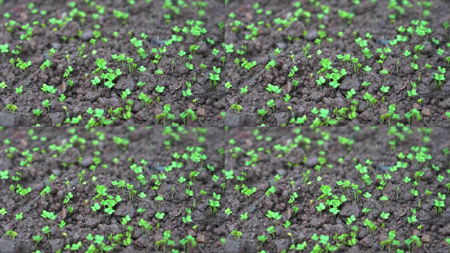 4K细雨中破土而出的豌豆尖小苗