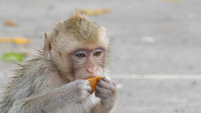 猴子吃芒果生态