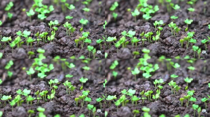4K细雨中茁壮生长的豌豆尖小苗