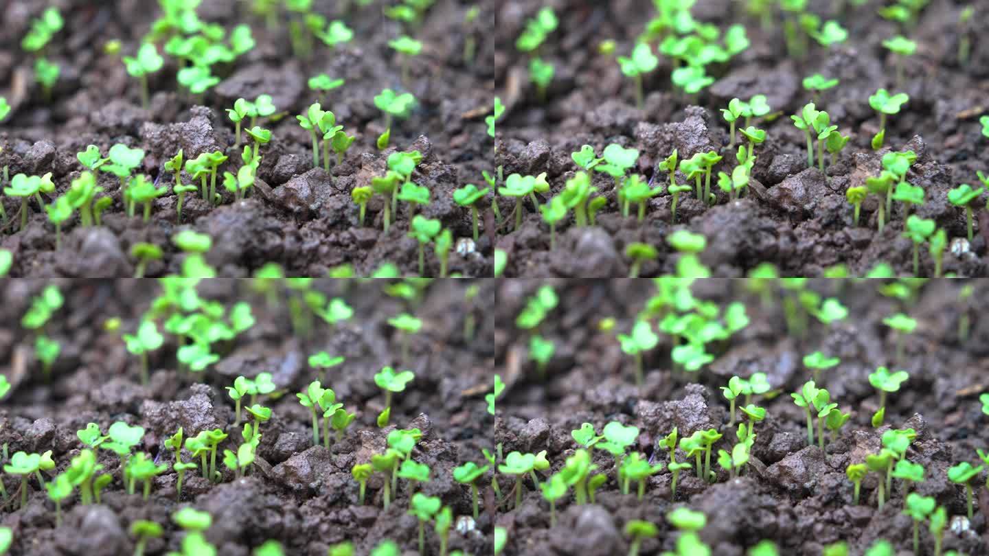 4K细雨中茁壮生长的豌豆尖小苗