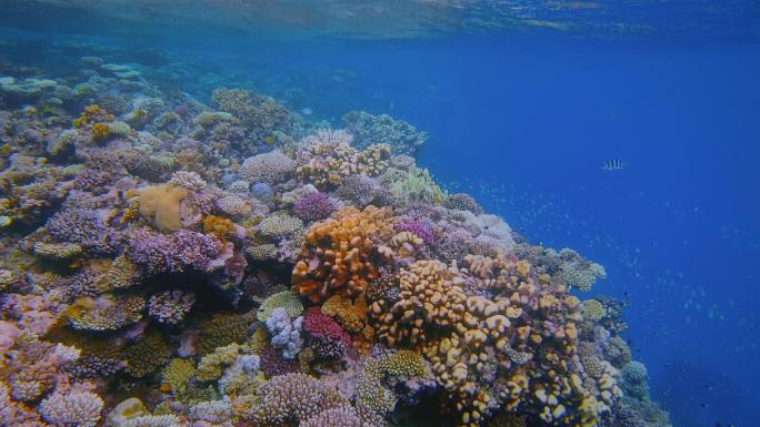 红海美丽的珊瑚礁上的海洋生物和许多小热带鱼-马萨阿拉姆-埃及