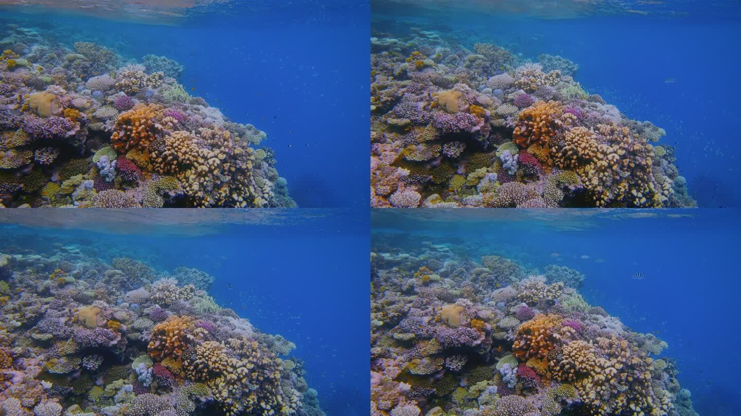 红海美丽的珊瑚礁上的海洋生物和许多小热带鱼-马萨阿拉姆-埃及