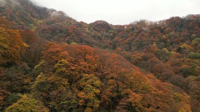 四川光雾山秋季红叶彩林航拍横移