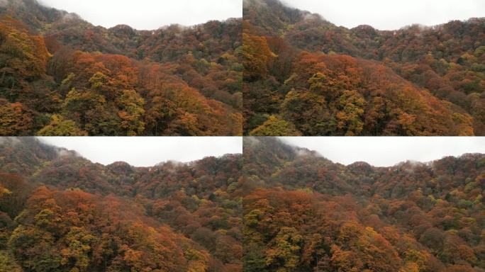 四川光雾山秋季红叶彩林航拍横移