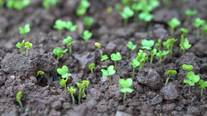 4K细雨中破土而出茁壮生长的豌豆尖小苗