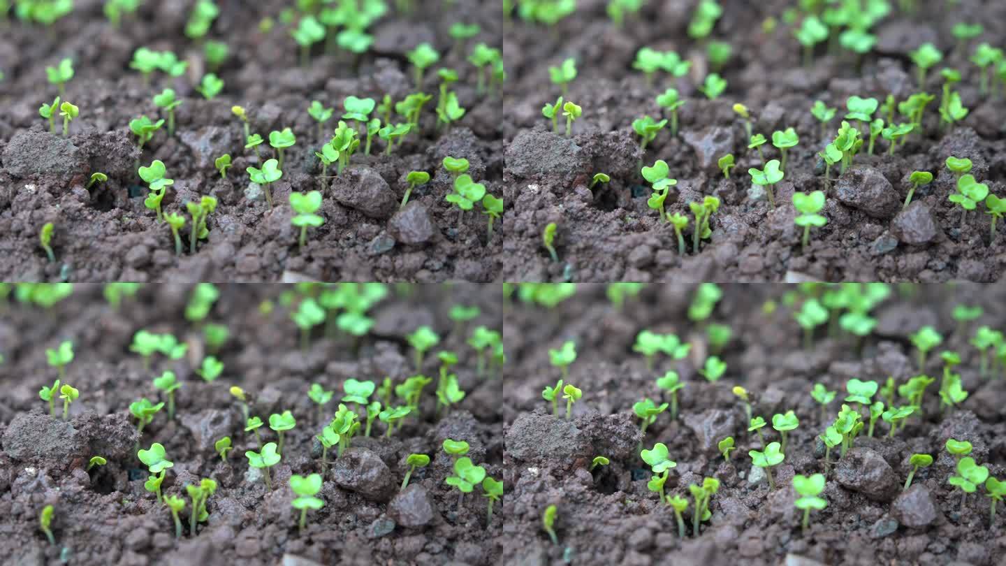 4K细雨中破土而出茁壮生长的豌豆尖小苗