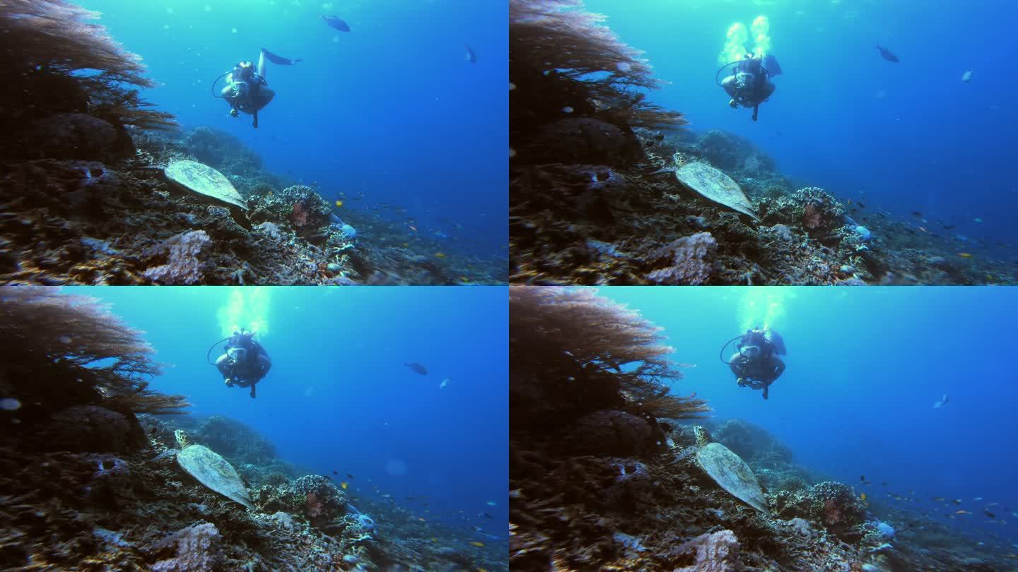 做自己的事潜水运动海底世界
