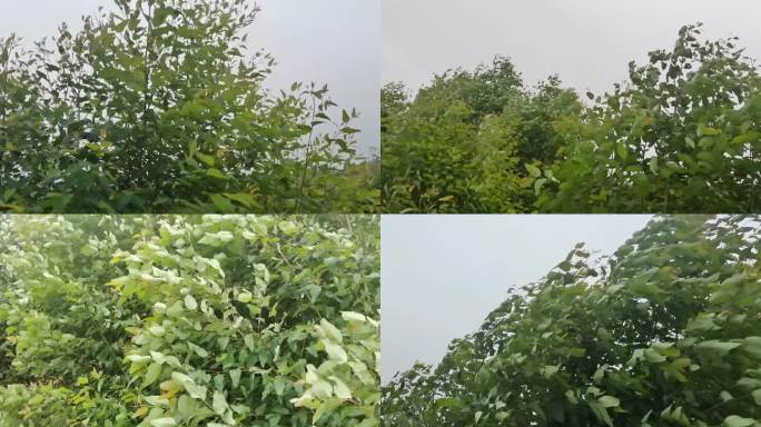 风雨来临刮大风树枝摇晃风吹绿树随风摆动