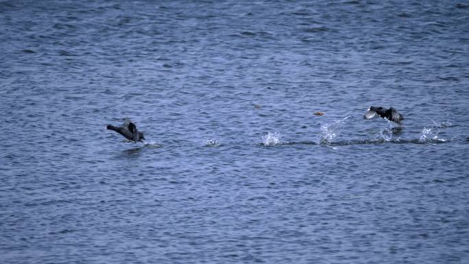 湛蓝湖水-两只互相追逐的白骨顶鸡