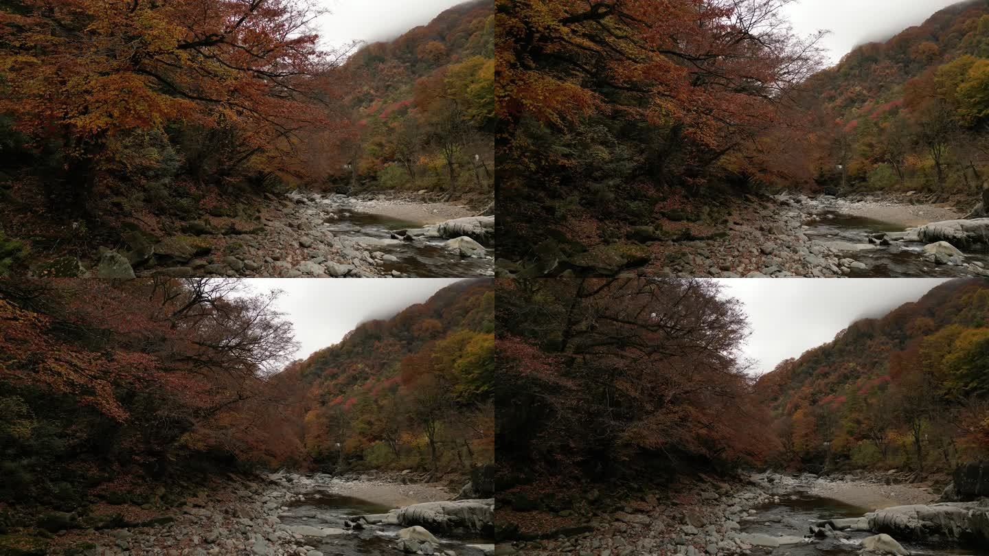 四川光雾山秋季红叶阴天环绕航拍