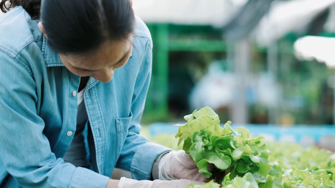 水培农场中的女性农业蔬菜特写