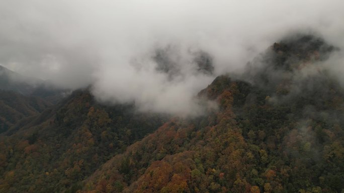 四川光雾山秋季红叶云海航拍横移