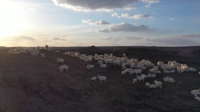 黑戈壁羊群原生态 绿色天然草原畜牧业