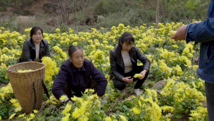 乡村产业菊花皇菊金丝皇菊采摘F