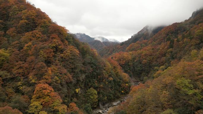 四川光雾山秋季红叶彩林航拍进入