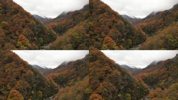 四川光雾山秋季红叶彩林航拍进入