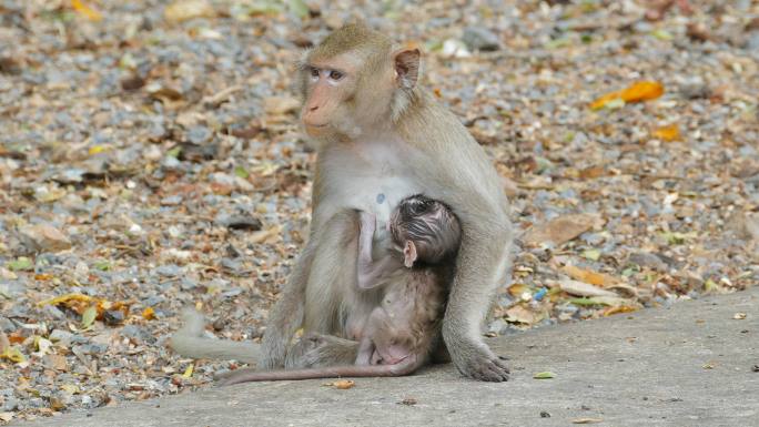猴子吃芒果野生猴子动物世界生物多样性