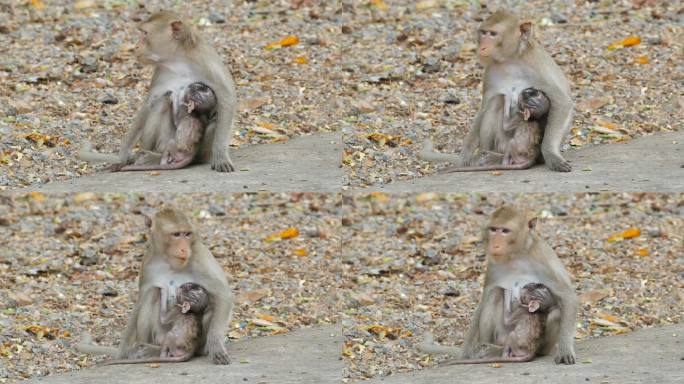 猴子吃芒果野生猴子动物世界生物多样性