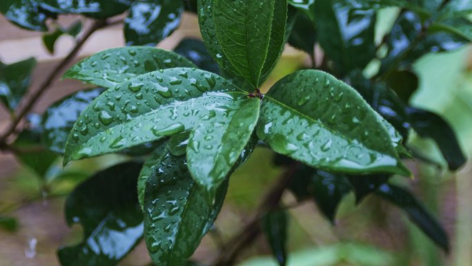 下雨雨后叶子水滴