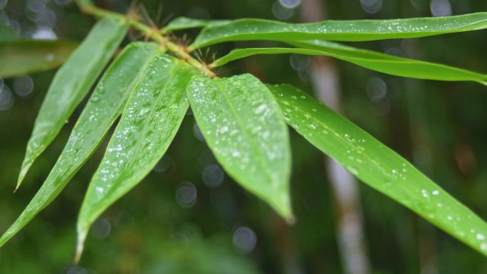 雨后竹叶水珠