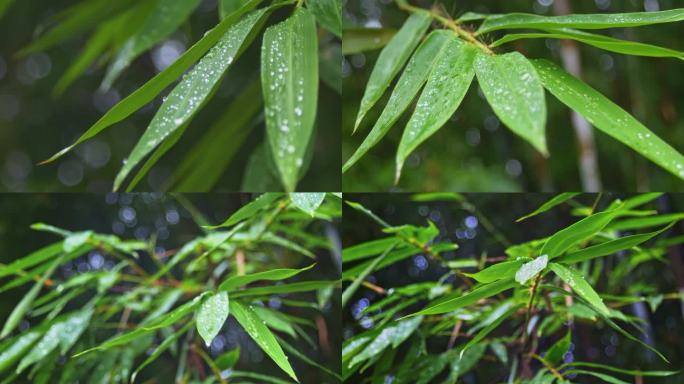 雨后竹叶水珠