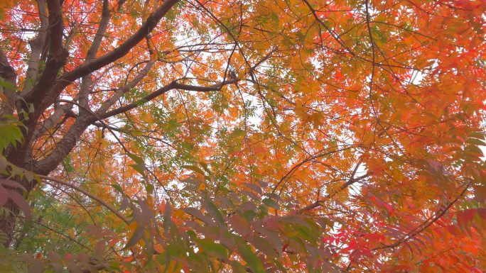 秋季秋末红色枫树枫叶落叶雨后