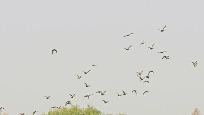 4k秋天野鸟湿地野鸭子飞翔