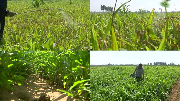 薏米种植管理