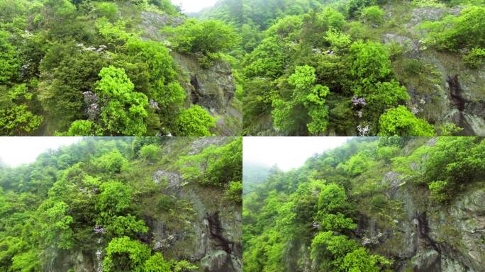 自然风光 秀美风景 树木森林 山地山脉