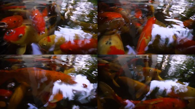 锦鲤鱼在鱼缸里游泳
