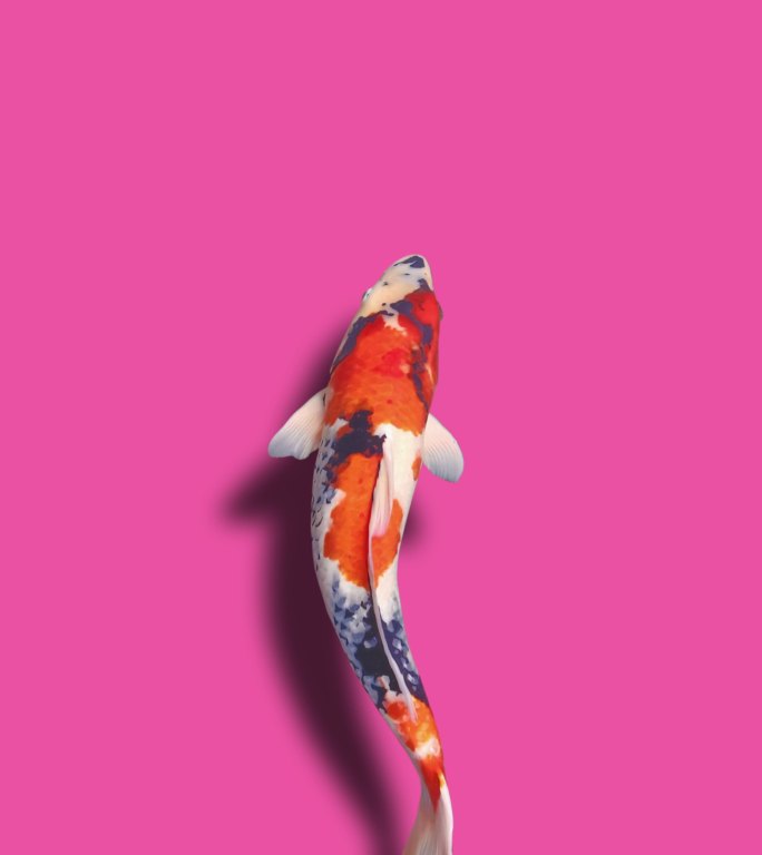 锦鲤淡粉色背景2K动态的鱼游动的鱼