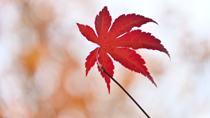 秋季单片红叶枫叶随风飘动特写镜头