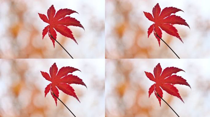 秋季单片红叶枫叶随风飘动特写镜头